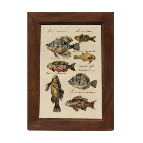 Marine Life/Birds Botanical/Zoological Vintage Fish Color Illustration Print Reproduction Behind Glass in Solid Mango Wood Frame- 8-1/2″ x 12″