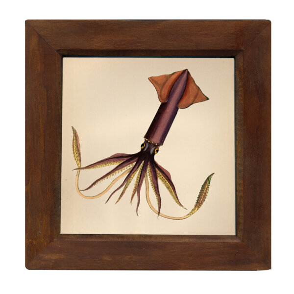 Marine Life/Birds Botanical/Zoological This print is behind a 9-3/4 x 9-3/4″ brown wood frame. A picture hanger is attached to the back.