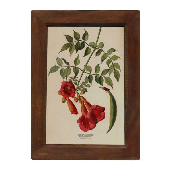 Botanical Botanical/Zoological Trumpet Creeper Vintage Color Illustration Reproduction Print Behind Glass in Solid Mango Wood Frame- 8-1/2″ x 12″