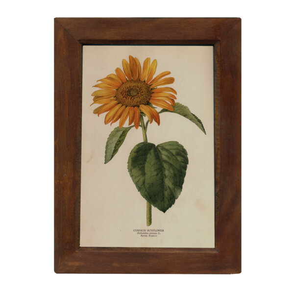 Botanical Botanical/Zoological Common Sunflower Vintage Color Illustration Reproduction Print Behind Glass in Solid Mango Wood Frame. 8-1/2″ x 12″.