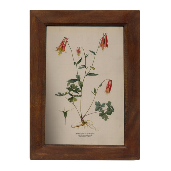 Botanical Botanical/Zoological American Columbine Vintage Color Illustration Reproduction Print Behind Glass in Solid Mango Wood Frame- 8-1/2″ x 12″.