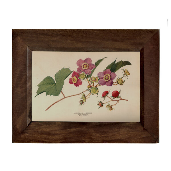 Botanical Botanical/Zoological Flowering Raspberry Vintage Color Illustration Reproduction Print Behind Glass in Solid Wood Frame- 5-1/4″ x 7-1/4″.