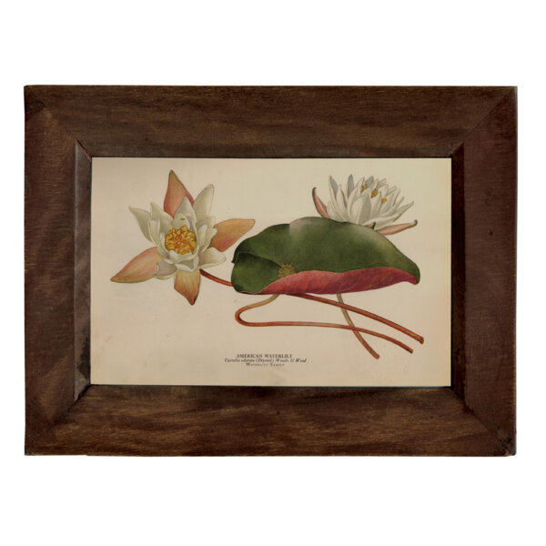Botanical Botanical/Zoological American Water Lily Vintage Color Illustration Reproduction Print Behind Glass in Solid Wood Frame- 5-1/4″ x 7-1/4″.