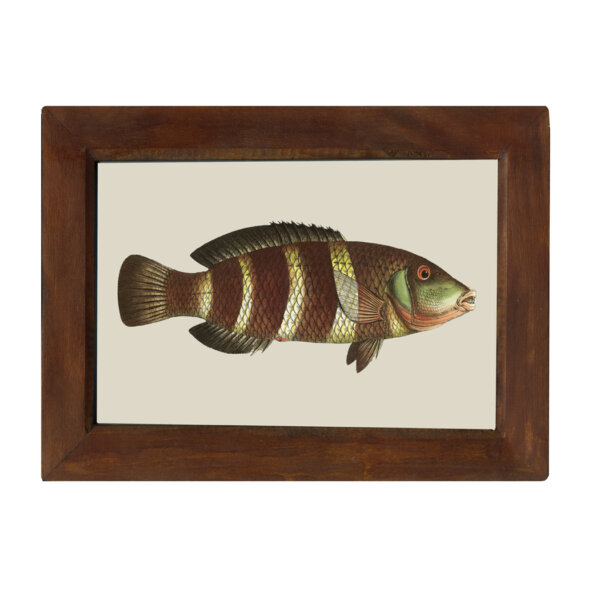 Marine Life/Birds Botanical/Zoological Salt Water Fish B 6-1/2 x 10″ Print Behind Glass. Red-Brown Distressed Solid Wood Frame. Framed size is 8-1/2 x 12″.
