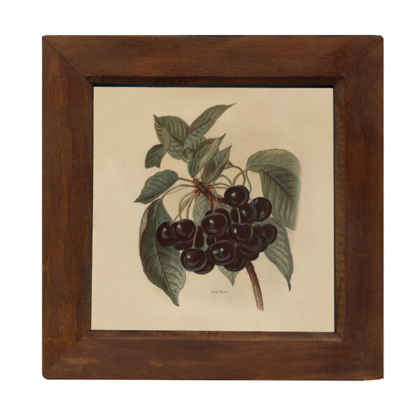 Botanical Botanical/Zoological Early Rivers Cherries Vintage Color Illustration Reproduction Print Behind Glass in Solid Mango Wood Frame- 9-3/4″ x 9-3/4″.