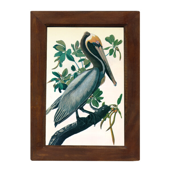 Marine Life/Birds Botanical/Zoological Brown Pelican 6-1/2 x 10″ Print Behind Glass. Red-Brown Distressed Solid Wood Frame. Framed size is 8-1/2 x 12″.