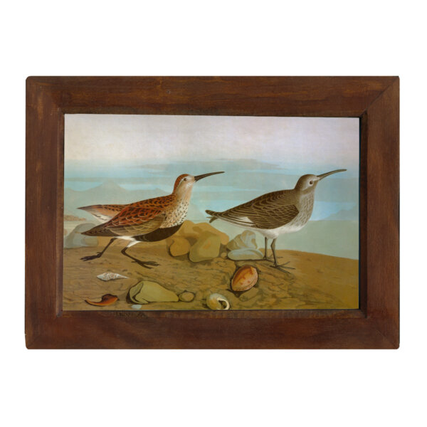 Marine Life/Birds Botanical/Zoological Red Back Sandpiper 6-1/2 x 10″ Print Behind Glass. Red-Brown Distressed Solid Wood Frame. Framed size is 8-1/2 x 12″.