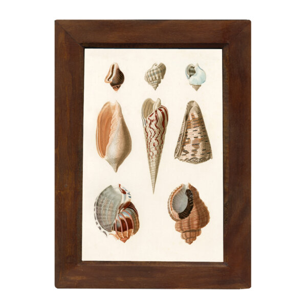 Marine Life/Birds Botanical/Zoological Sea Shells Plate Three 6-1/2 x 10″ Print Behind Glass. Red-Brown Distressed Solid Wood Frame. Framed size is 8-1/2 x 12″.