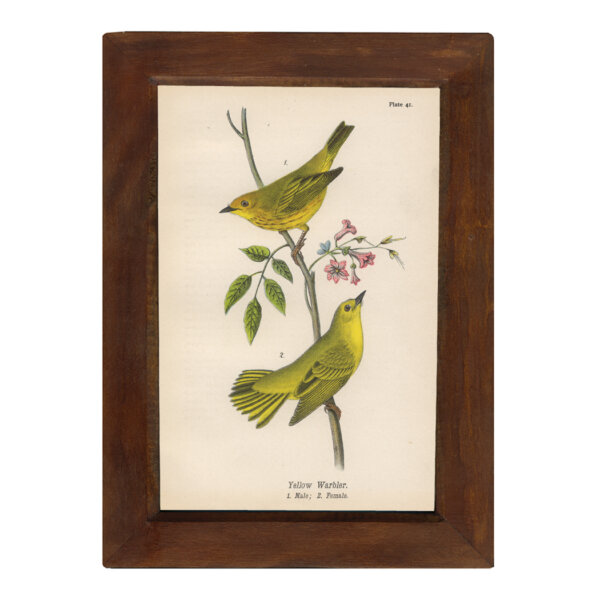Marine Life/Birds Botanical/Zoological Yellow Warbler 6-1/2 x 10″ Print Behind Glass. Red-Brown Distressed Solid Wood Frame. Framed size is 8-1/2 x 12″.