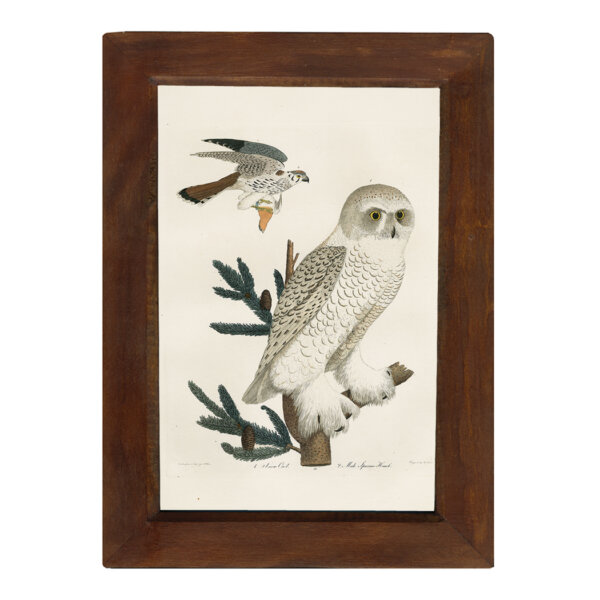 Marine Life/Birds Botanical/Zoological Snow Owl Vintage Color Illustration Print Reproduction in Solid Mango Wood Frame – 8-1/4″ x 11-3/4″ framed size