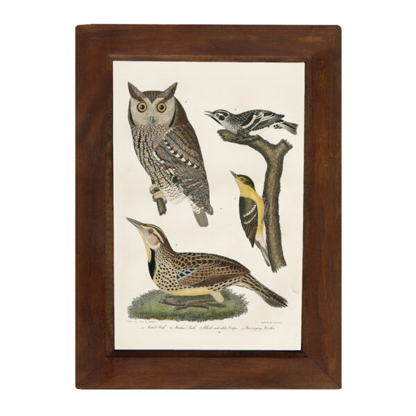 Marine Life/Birds Botanical/Zoological Meadow Lark and Owl 6-1/2 x 10″ Print Behind Glass. Red-Brown Distressed Solid Wood Frame. Framed size is 8-1/2 x 12″.