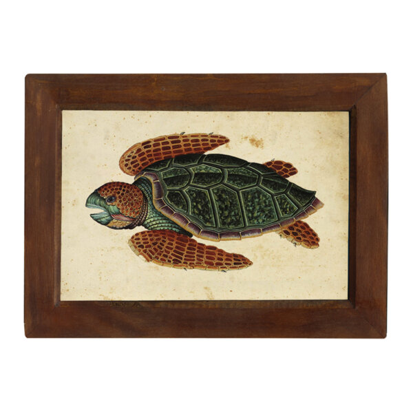 Marine Life/Birds Botanical/Zoological Swimming Turtle Vintage Print Reproduction in Solid Mango Wood Frame – 8-1/4″ x 11-3/4″ framed size