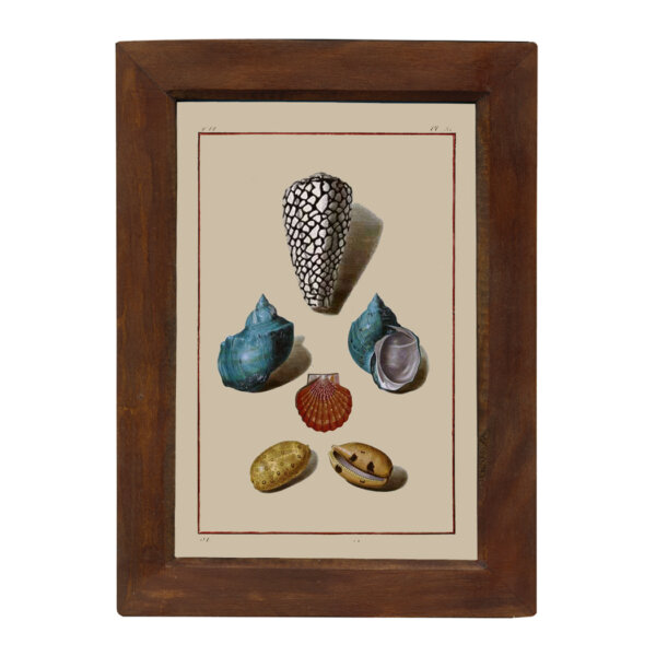 Marine Life/Birds Botanical/Zoological Sea Shells Plate Five 6-1/2 x 10″ Print Behind Glass. Red-Brown Distressed Solid Wood Frame. Framed size is 8-1/2 x 12″.