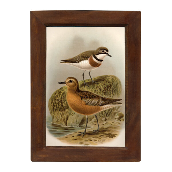 Marine Life/Birds Botanical/Zoological Shore Birds Vintage Color Illustration Reproduction Print Behind Glass in Solid Mango Wood Frame- 8-1/2″ x 12″.