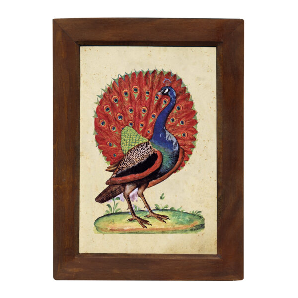 Marine Life/Birds Botanical/Zoological Peacock 6-1/2 x 10″ Print Behind Glass. Red-Brown Distressed Solid Wood Frame. Framed size is 8-1/2 x 12″.