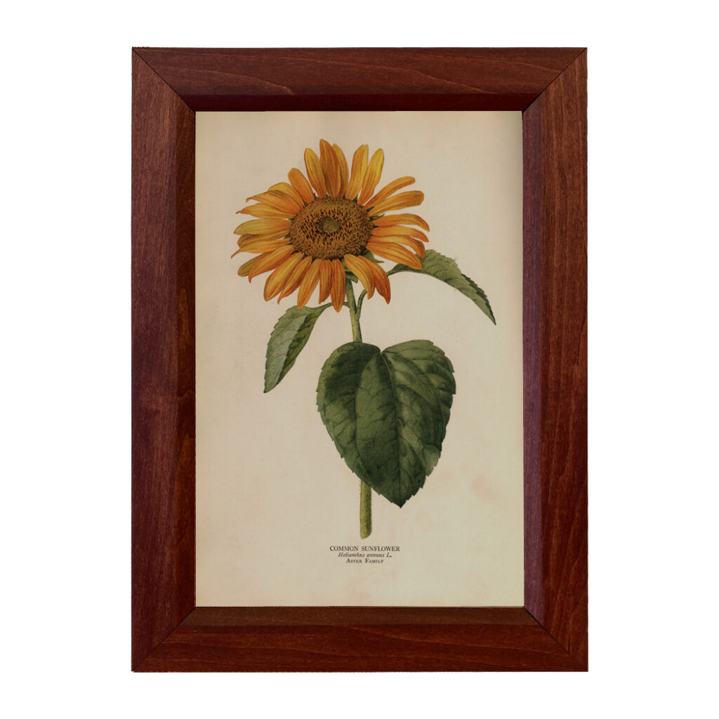 sunflower-illustration-print-behind-glass-in-wood-frame-madison-bay