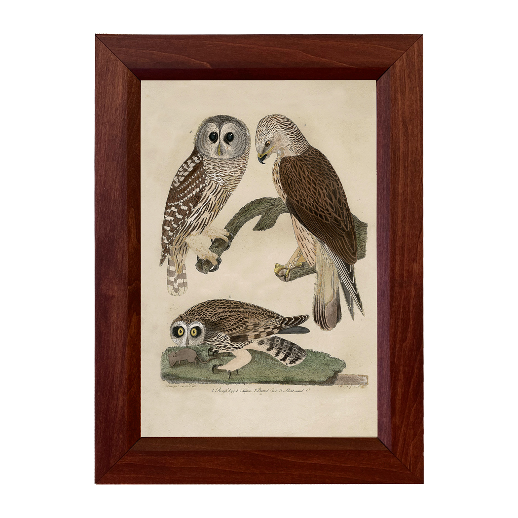 Marine Life/Birds Botanical/Zoological Barred Owl Vintage Illustration Print Behind Glass ...