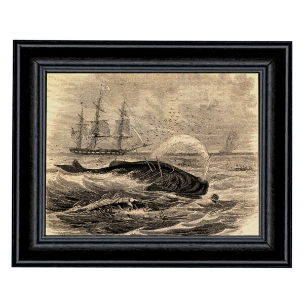 Nautical Nautical Pursuit of the Sperm Whale Etching Framed Print Behind Glass in Black Wood Frame- A 5″ x 7″ Framed to 6-1/2″ x 8-1/2″