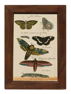 Butterflies Vintage Color Illustration Print Reproduction Behind Glass in Solid Mango Wood Frame- 8-1/2" x 12"