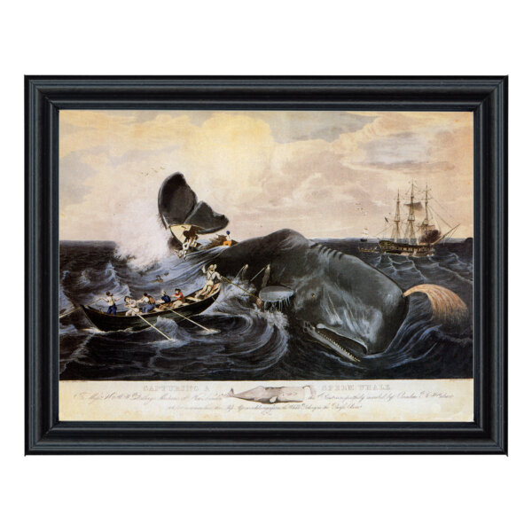 Nautical Early American Capturing a Sperm Whale Print Behind Glass in Black Solid Wood Frame- 11″ x 14″ Framed to 12-3/4″ x 15-3/4″.
