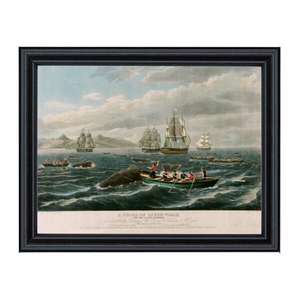 Nautical Nautical A Shoal of Sperm Whale Reproduction Print Behind Glass in Black Solid Wood Frame- 11″ x 14″ Framed to 12-3/4″ x 15-3/4″.
