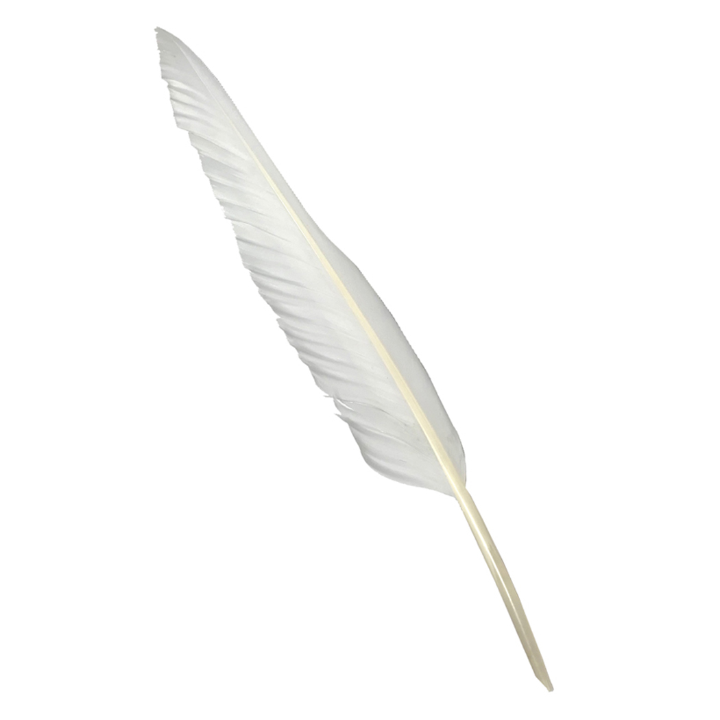 Simple White Feather On A White Background Stock Photo - Download Image Now  - Feather, White Color, Quill Pen - iStock