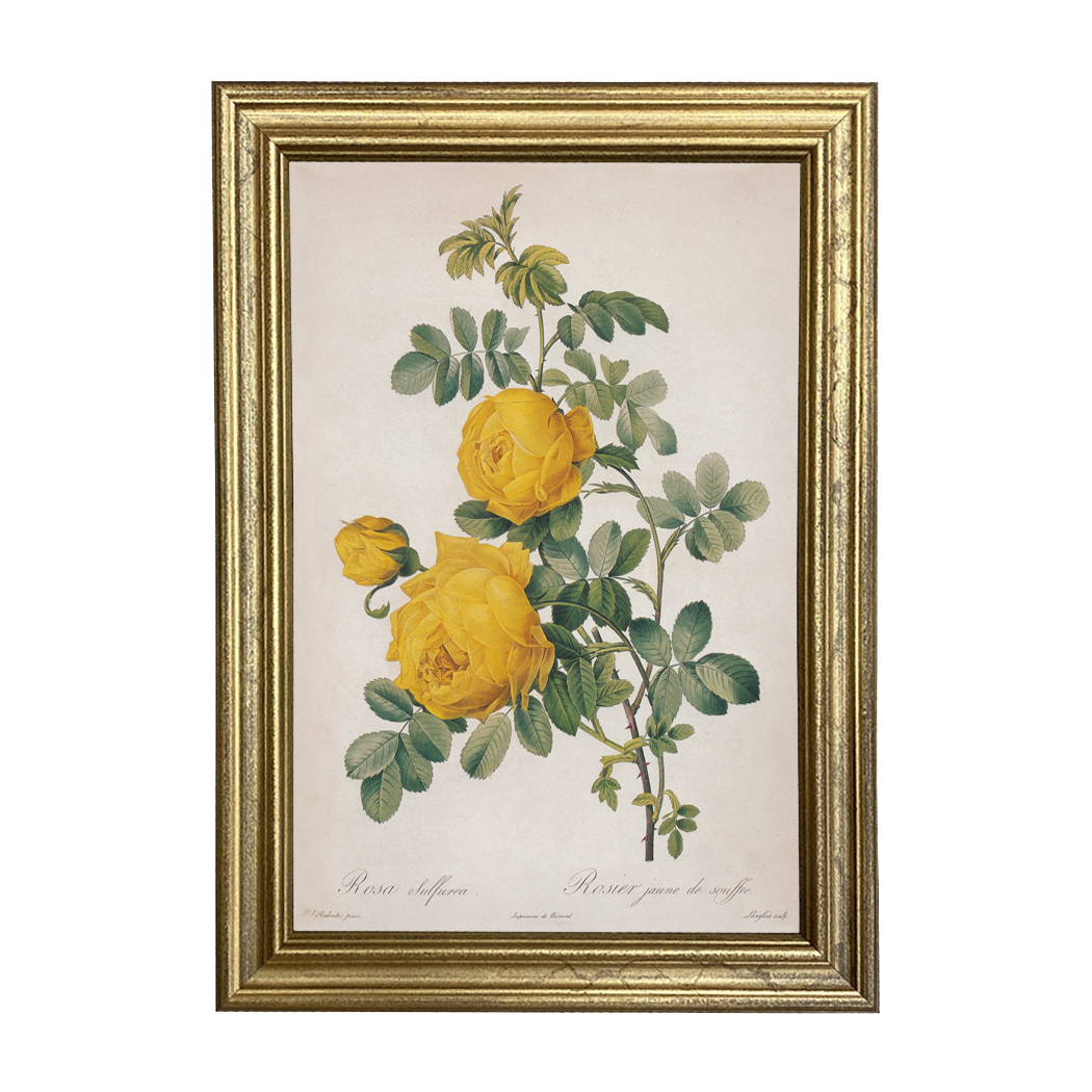 Botanical Botanical/Zoological Rosa Sulfurea Yellow Rose Vintage Color Illustrati ...
