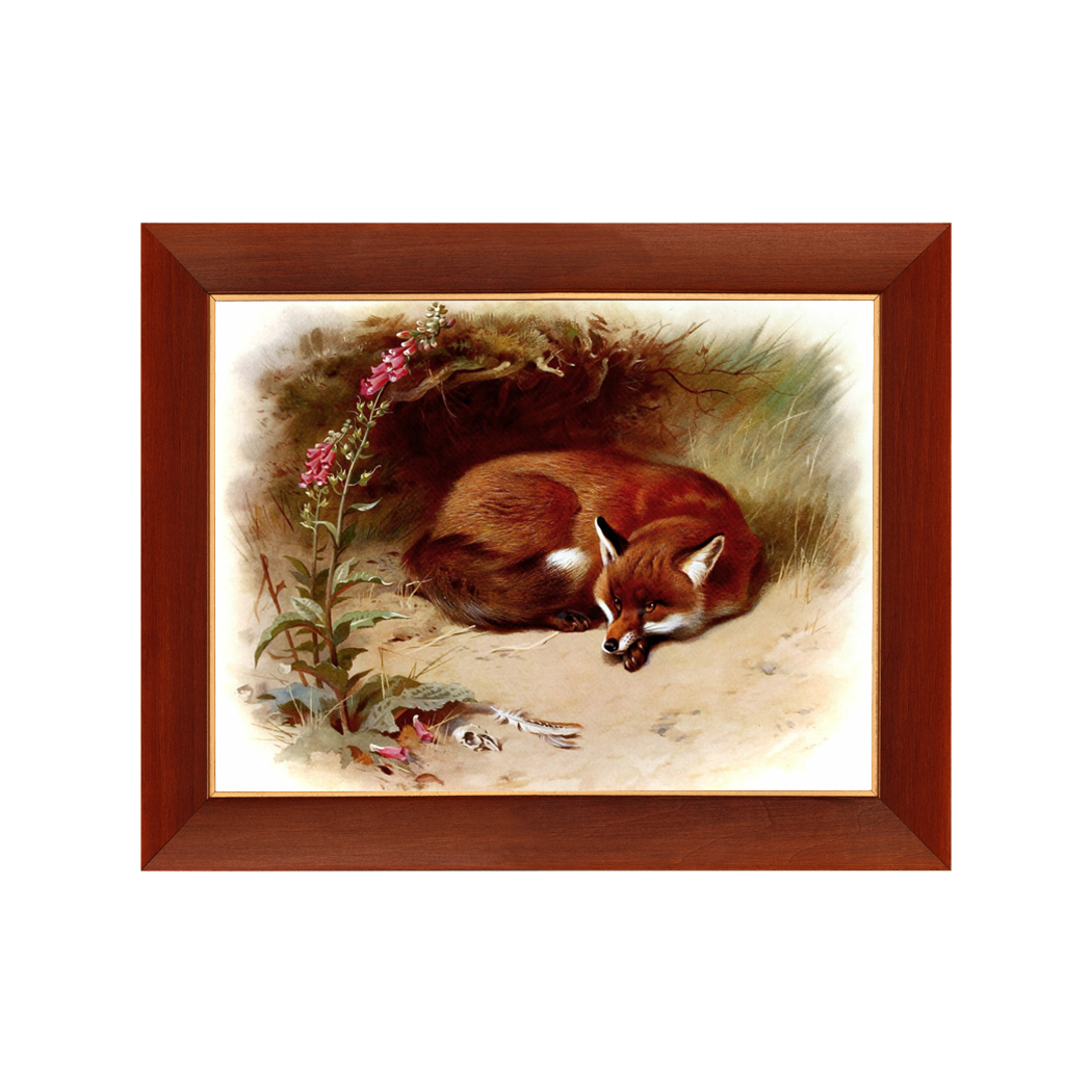 Equestrian/Fox Equestrian Red Fox Vintage Book Illustration Framed Print Behind Glass