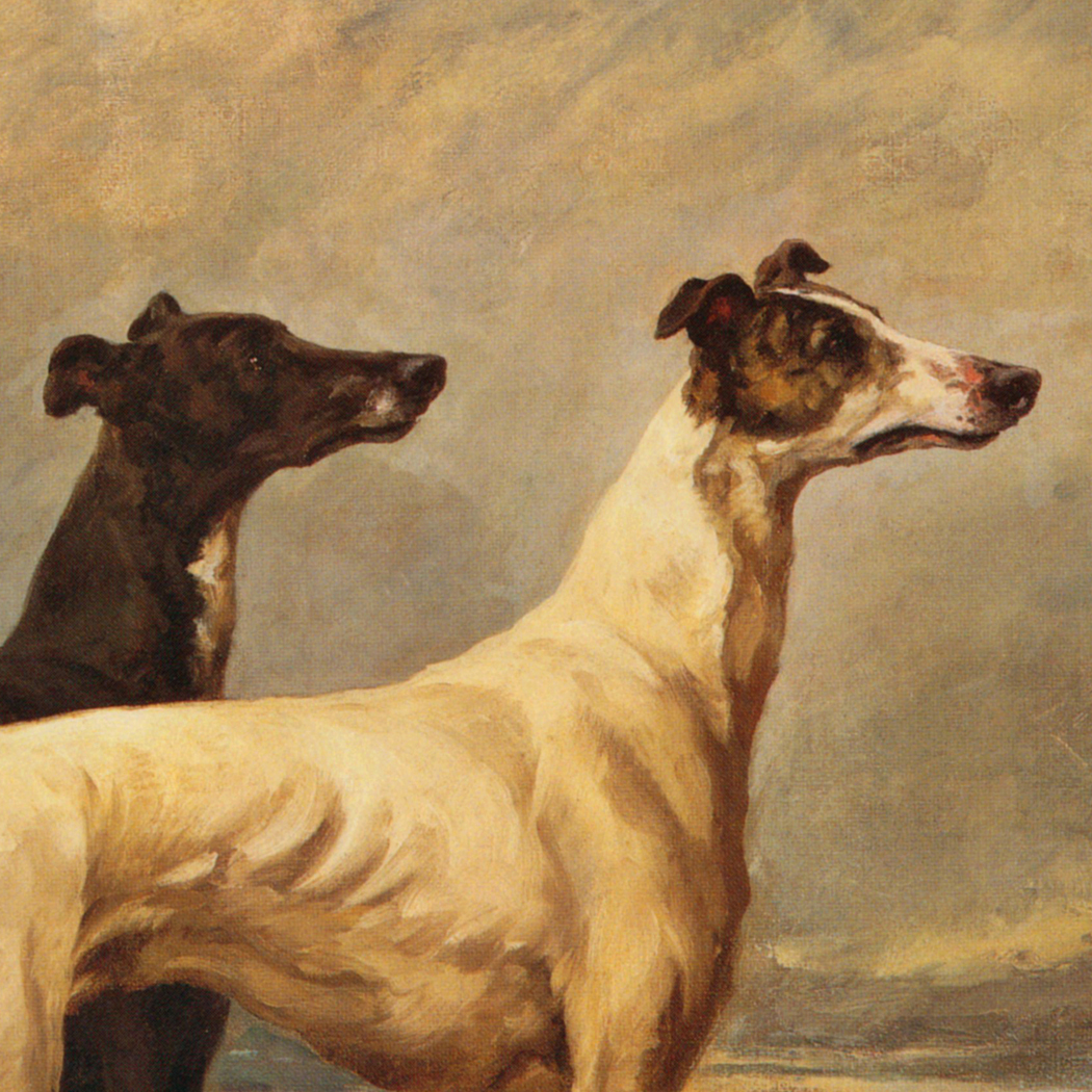 Dogs/Cats Dogs Greyhounds in Field Dogs/Cats Dogs Greyhounds in Field