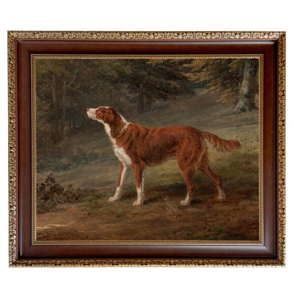 Dogs/Cats Dogs Irish Red and White Setter Dog