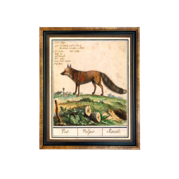 Equestrian/Fox Botanical/Zoological Fox Illustration Framed Print Behind Glass