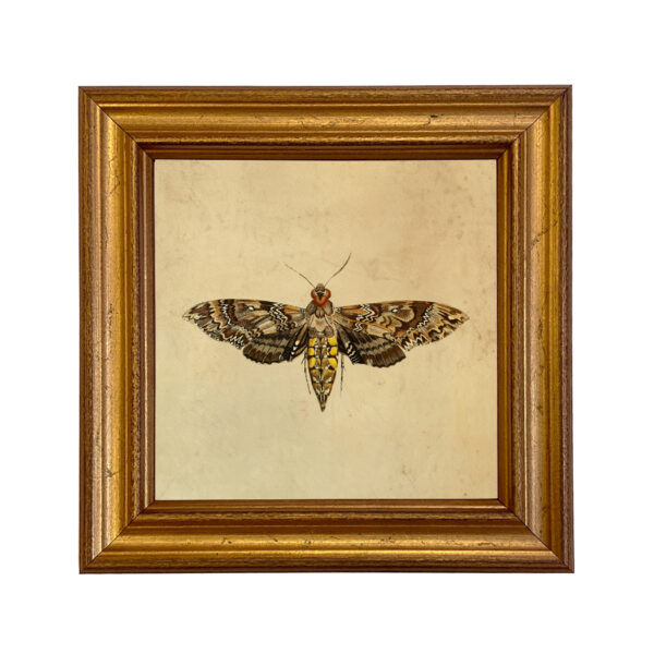 Cabin/Lodge Botanical/Zoological Hawk Moth Vintage Style Illustration Framed Print