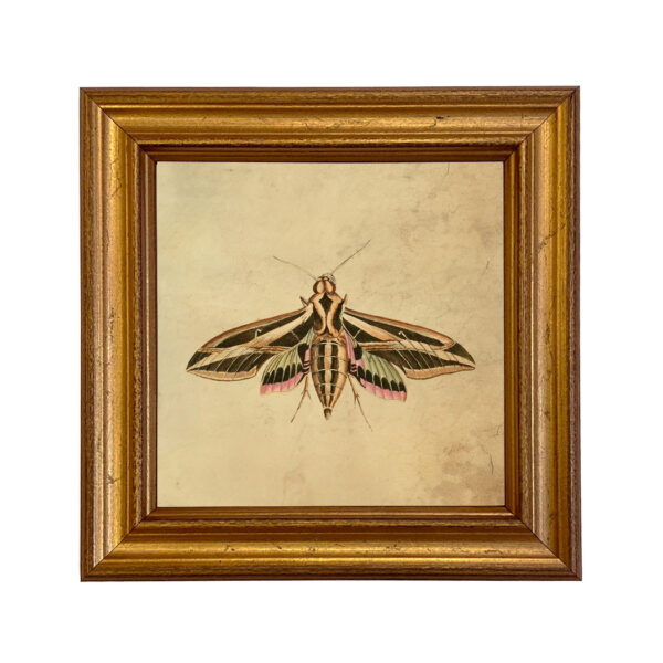 Cabin/Lodge Botanical/Zoological Sphinx Moth Vintage Style Illustration Framed Print