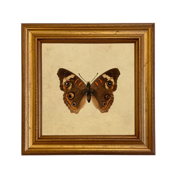 Cabin/Lodge Botanical/Zoological Buckeye Butterfly Vintage Style Illustration Framed Print