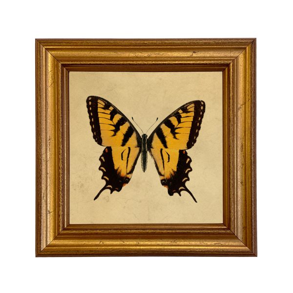 Cabin/Lodge Botanical/Zoological Tiger Swallowtail Butterfly Vintage Style Illustration Framed Print