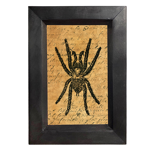 Halloween Dark Academia Tarantula Spider Dark Academia Framed Print ...