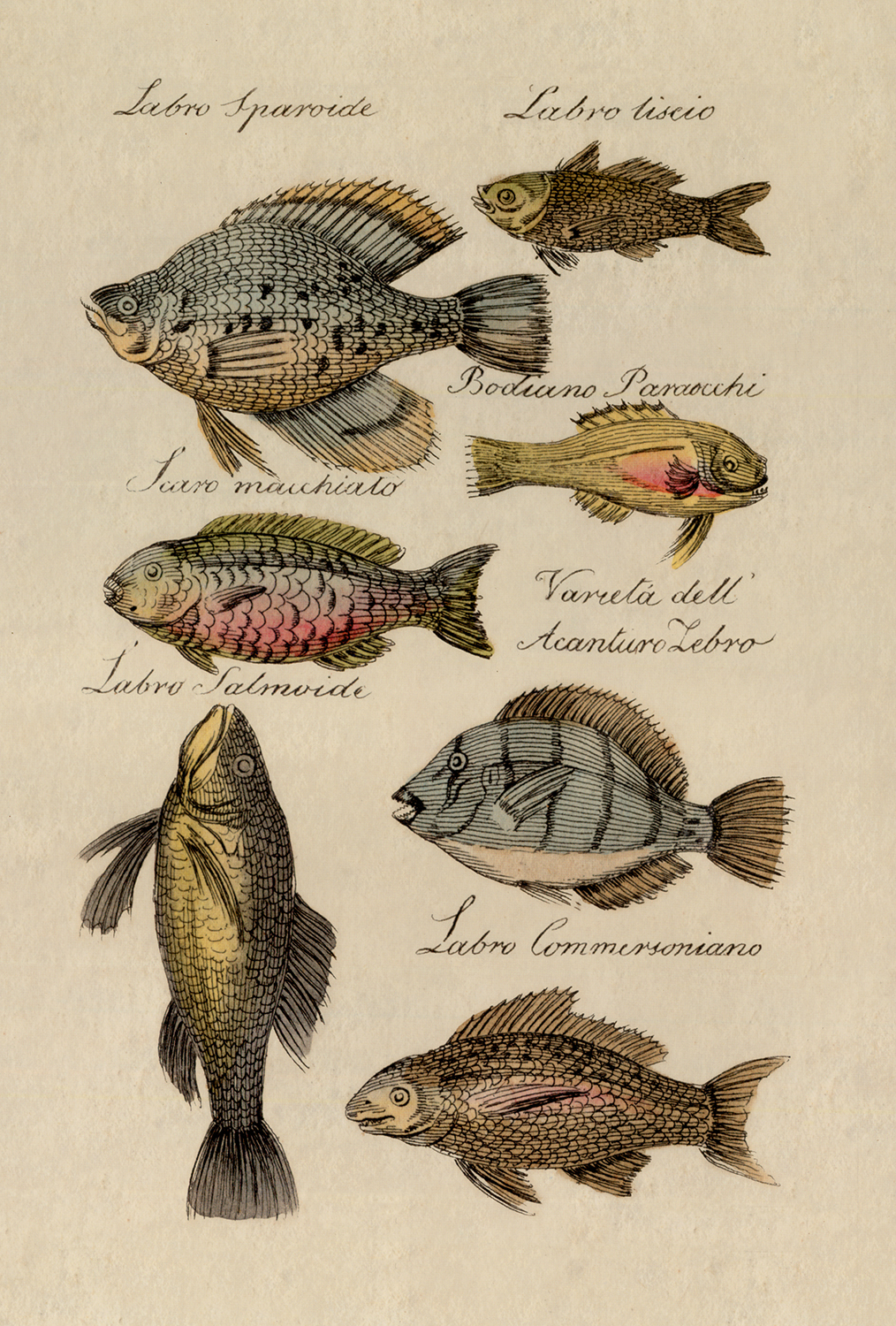 Marine Life/Birds Botanical/Zoological Saltwater Fish Vintage Color Illustration Print Be ...