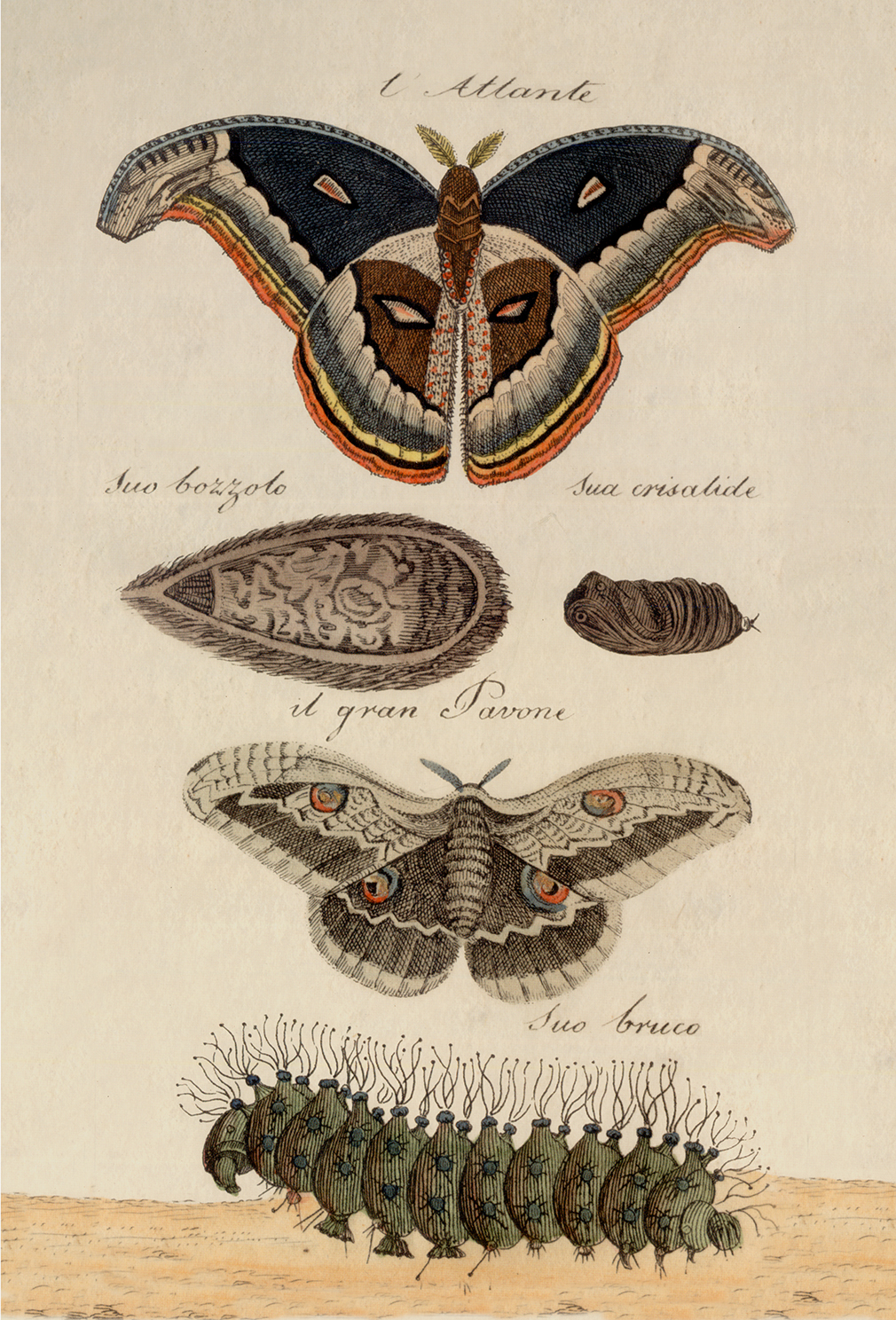 Botanical Botanical/Zoological Great Peacock Moth Vintage Color Illustration ...