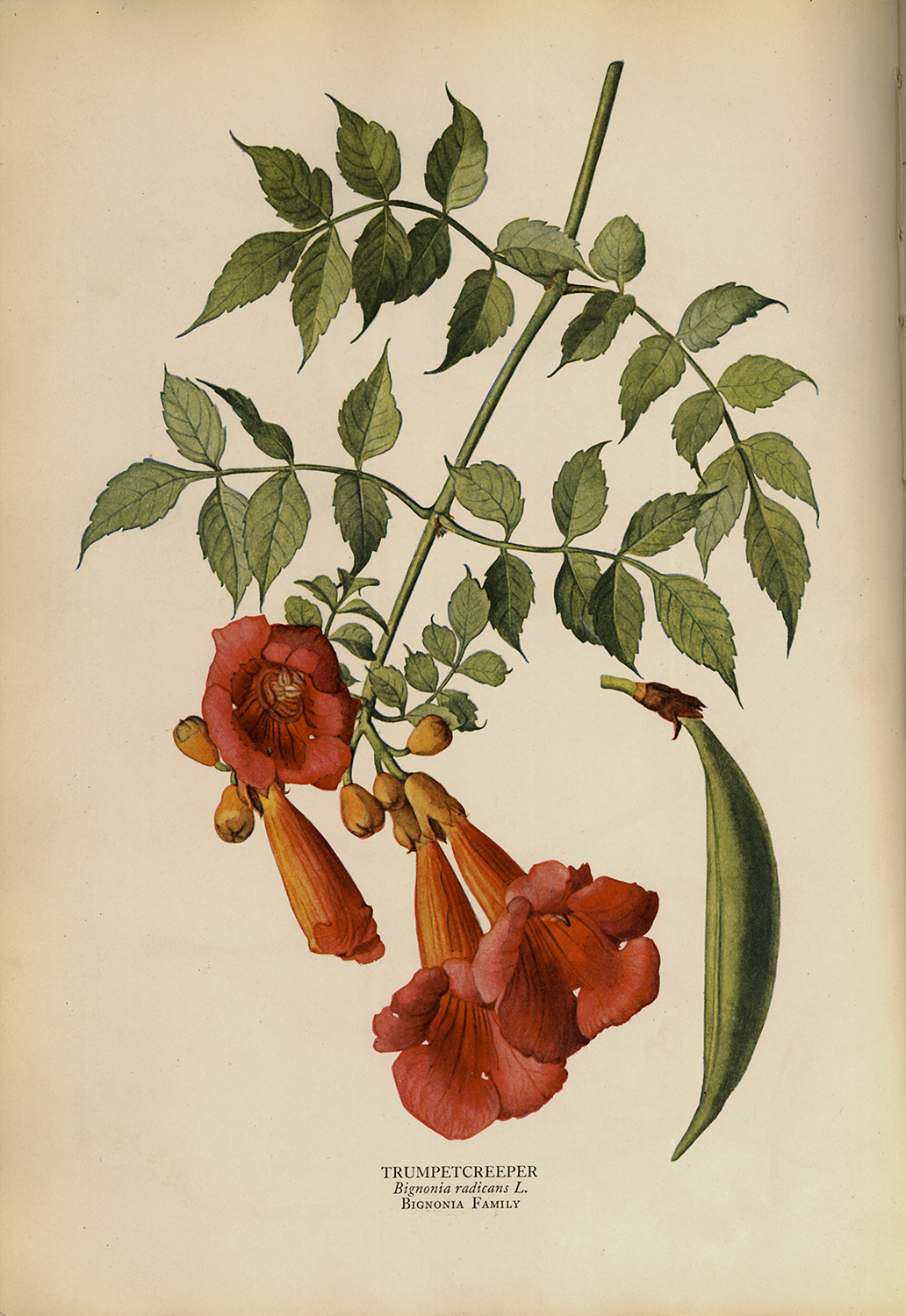 Botanical Botanical/Zoological Trumpet Creeper Vintage Color Illustration ...