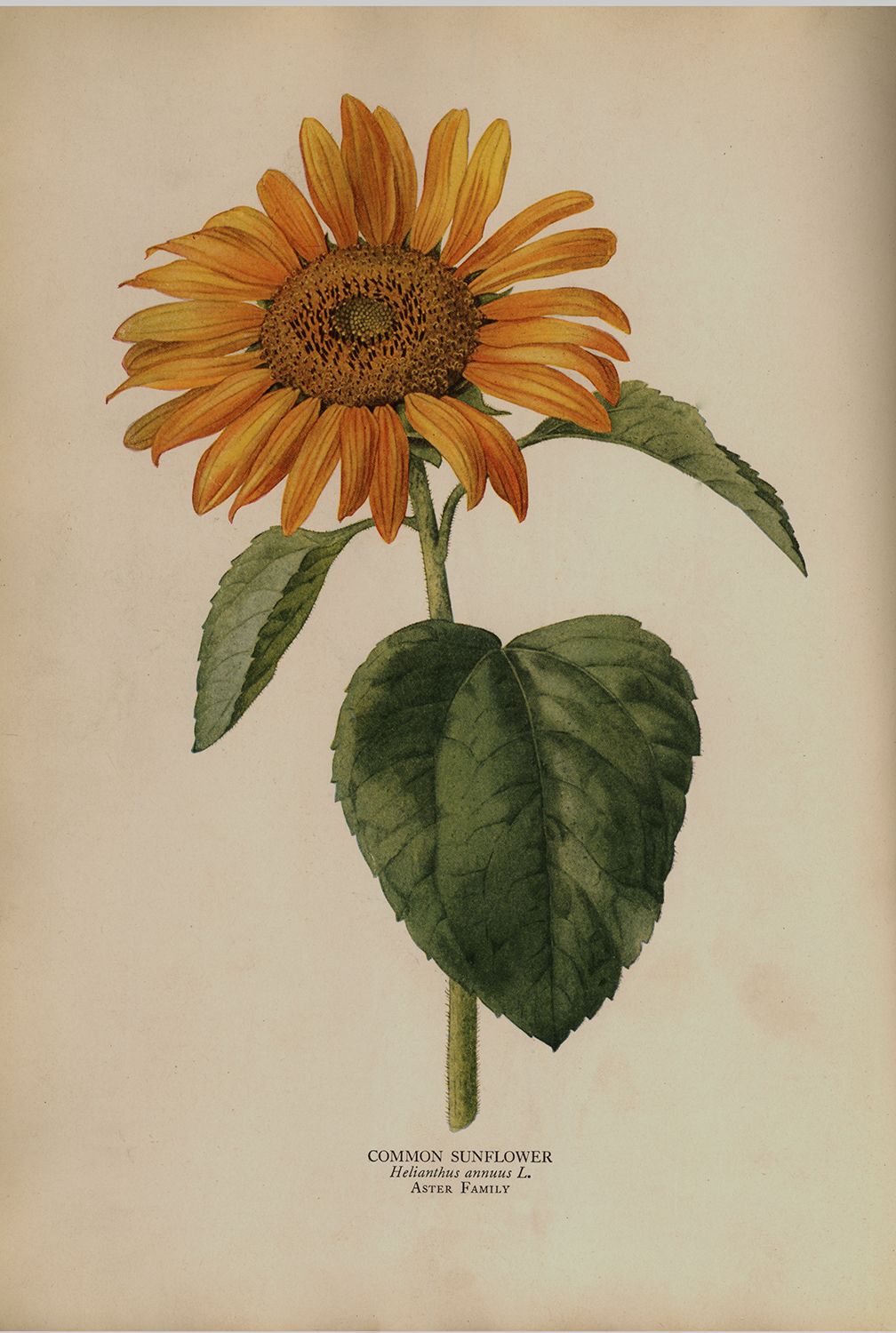 Botanical Botanical/Zoological Common Sunflower Vintage Color Illustration ...