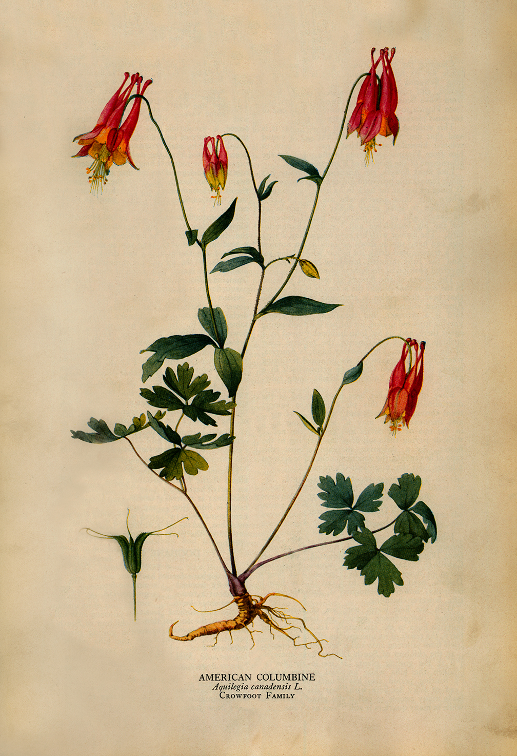 Botanical Botanical/Zoological American Columbine Vintage Color Illustration ...