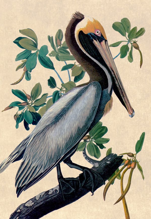 Marine Life/Birds Botanical/Zoological Brown Pelican Vintage Color Illustration Print Behind Glass