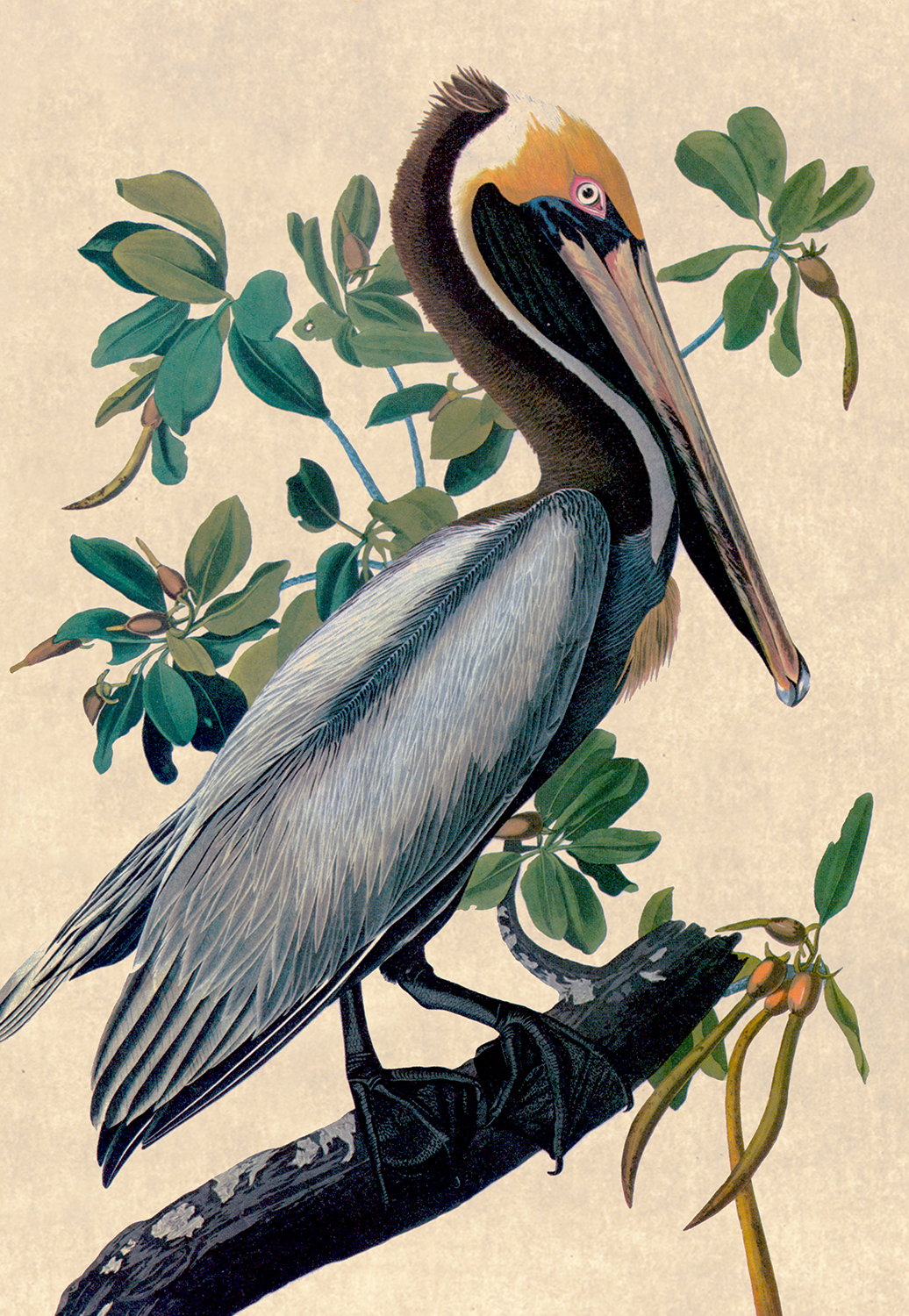 Marine Life/Birds Botanical/Zoological Brown Pelican Vintage Color Illustration Print Beh ...