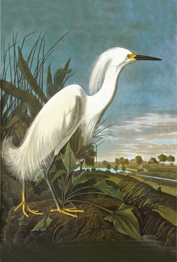 Marine Life/Birds Botanical/Zoological Snowy Egret Vintage Color Illustration Print Behind Glass