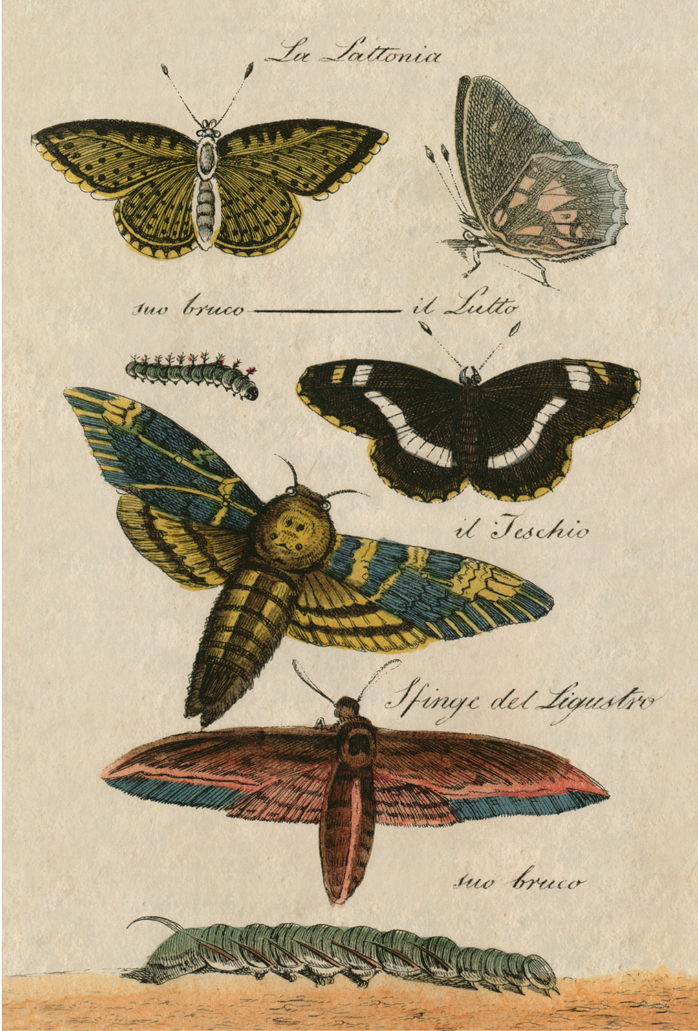 Botanical Botanical/Zoological Butterflies Vintage Color Illustration Print Repro ...