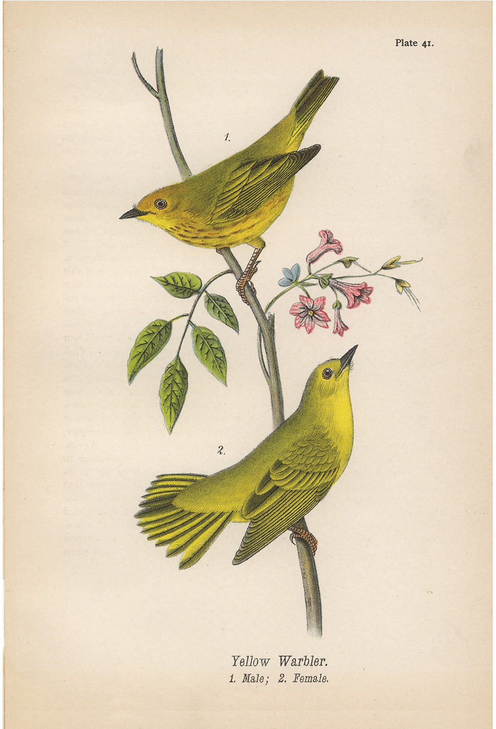 Marine Life/Birds Botanical/Zoological Yellow Warbler Vintage Color Illustration Framed P ...