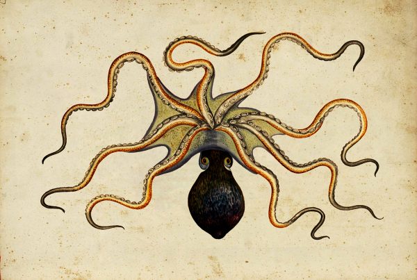 Marine Life/Birds Botanical/Zoological Vintage Octopus Print Behind Glass