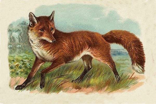 Equestrian/Fox Equestrian Fox in the Grass Vintage Illustration Print Behind Glass