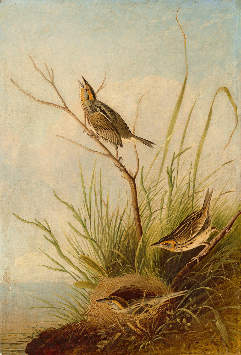 Botanical Botanical/Zoological Sharp-Tailed Finch Vintage Color Illustration ...