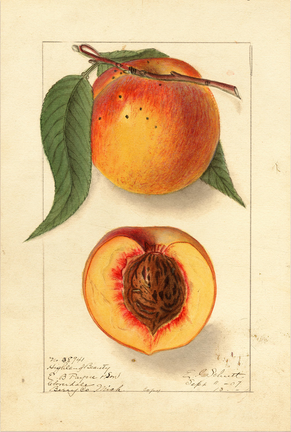 Botanical Botanical/Zoological Peach “Highland Beauty” Botanical Fram ...